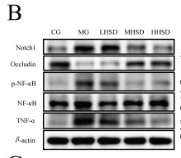 Phospho-NF-kB p65 (Ser536) Antibody - Fig.