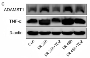 TNF alpha Antibody - FIGURE 8 Reduction of ADAMTS1 expression alleviates renal injury in I/R mice.