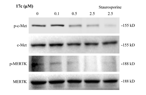 Phospho-MER/TYRO3 (Tyr753/Tyr685) Antibody - Figure 10.