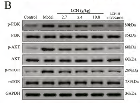 Phospho-AKT1/2/3 (Ser473) Antibody - Figure 5.