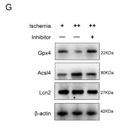GPX4 Antibody - Fig.