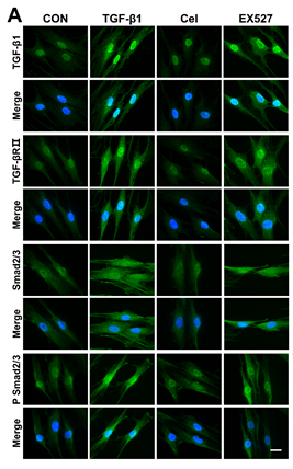 Smad2/3 Antibody - Figure 5.