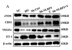 CD31 Antibody - Figure 5Yimusake can improve endothelial function in vitro.