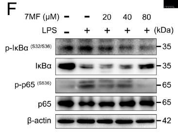 IKB alpha Antibody - Figure 2.