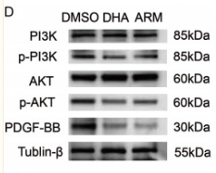 Phospho-PI3K p85 (Tyr458)[Tyr467]/p55 (Tyr199) Antibody - Figure 6.