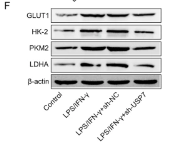PKM2 Antibody - Fig.