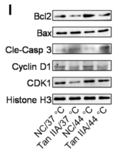 Cleaved-Caspase 3 (Asp175), p17 Antibody - Fig.
