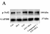 Phospho-Nrf2 (Ser40) Antibody - Fig.