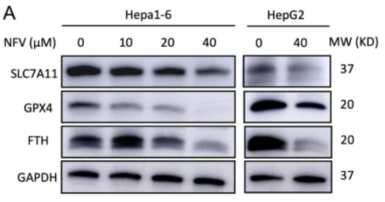GPX4 Antibody - Fig.