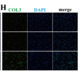 Collagen III Antibody - Fig.