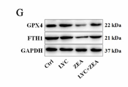GPX4 Antibody - Fig.