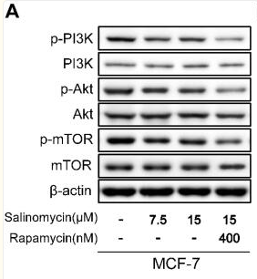 Phospho-PI3K p85 (Tyr458)[Tyr467]/p55 (Tyr199) Antibody - Fig.