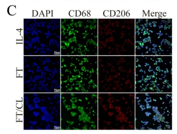 MRC1/CD206 Antibody - Fig.