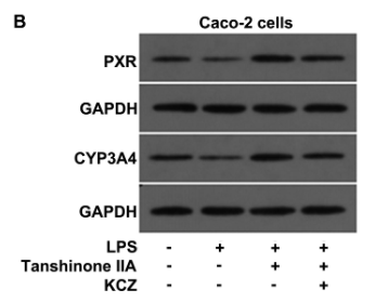 NR1I2 Antibody - FIG.