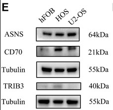 CD70 Antibody - FIGURE 10.
