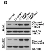 Cleaved-Caspase 3 (Asp175), p17 Antibody - Fig.