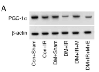 PGC1 Antibody - Figure 6.