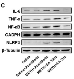 IL6 Antibody - Figure 5.