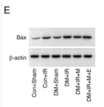 Bax Antibody - Figure 4.