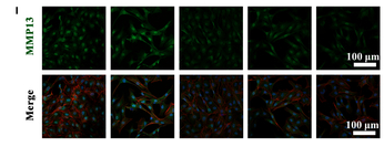MMP13 Antibody - Fig.