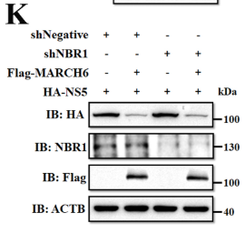 NBR1 Antibody - Fig 6 MARCH6 recruits TOLLIP as an autophagy cargo receptor for NS5 degradation.