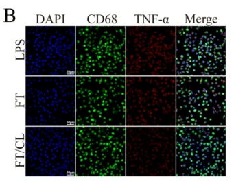TNF alpha Antibody - Fig.