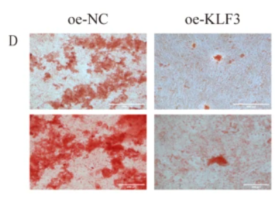 KLF3 Antibody - Fig.