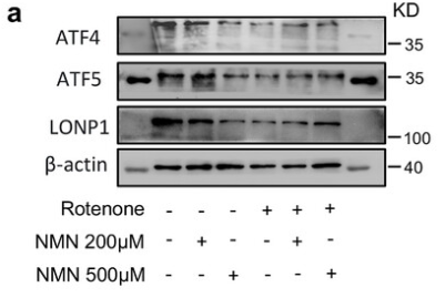 ATF4 Antibody - Figure 3 NAD+ boosters reinforce UPRmt/mitophagy-related mitochondrial quality control in PD cells: a,b) Western blot data showing expression of mitophagy and UPRmt-related proteins in SH-SY5Y cells under different doses of NMN.