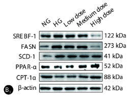PPAR  alpha Antibody - Figure 6.