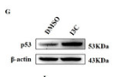 p53 Antibody - Figure 3.