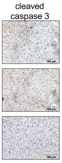 Cleaved-Caspase 3 (Asp175), p17 Antibody - Figure 3.