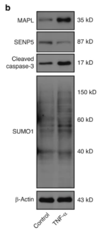 Cleaved-Caspase 3 (Asp175), p17 Antibody - Fig.