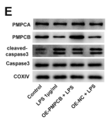 Cleaved-Caspase 3 (Asp175), p17 Antibody - Fig.