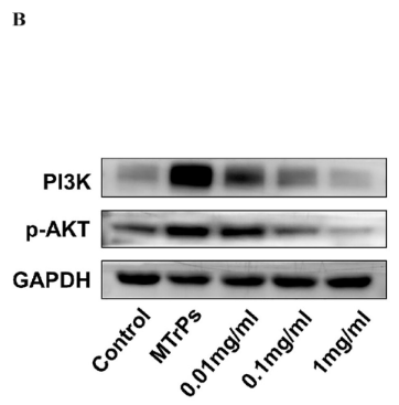 Phospho-AKT1/2/3 (Ser473) Antibody - Figure 4.