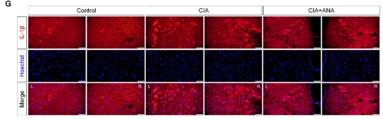 IL1 beta Antibody - Fig.