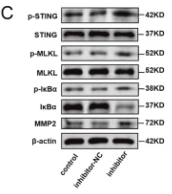 Phospho-TMEM173/STING (Ser366) Antibody - Fig.