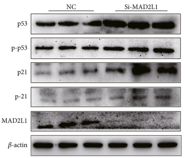 Phospho-c Abl (Tyr245)[Tyr226] Antibody - Figures 6.