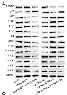 Cleaved-Caspase 3 (Asp175), p17 Antibody - Fig.