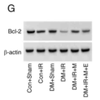 Bcl-2 Antibody - Figure 4.