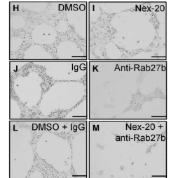 RAB27B Antibody - Fig.