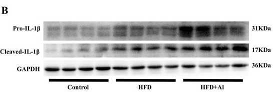 Cleaved-IL-1 beta (Asp116) Antibody - Figure 5.
