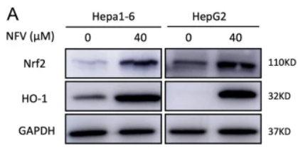 Nrf2 Antibody - Fig.
