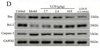Bcl-2 Antibody - Figure 3.