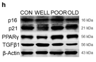 CDKN2A/p16INK4a Antibody - Figure 3.
