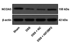 SRC3 Antibody - Figure 2.