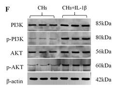Phospho-AKT1/2/3 (Ser473) Antibody - Figure 6 The effect of different concentrations of FSGTC containing serum on chondrocyte viability and the construction of OA-CHs model.