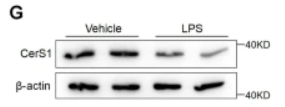 CERS1 Antibody - Fig.