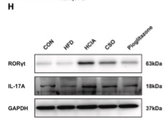 IL17A Antibody - Fig.