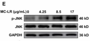 Phospho-JNK1/2/3 (Thr183+Tyr185) Antibody - Fig.