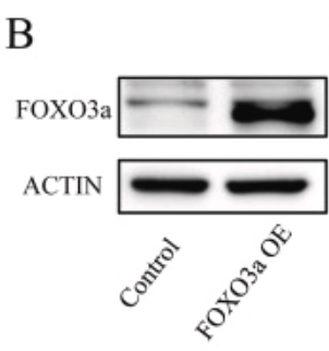 FOXO3A Antibody - Fig.